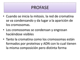 PROFASECuando se inicia la mitosis. la red de cromatina  se va condensando y da lugar a la aparición de los cromosomas. Los cromosomas se condensan y engrosan haciéndose visiblesTanto la cromatina como los cromosomas están formados por proteínas y ADN con lo cual tienen la misma composición pero distinta forma