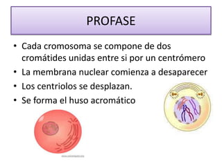 PROFASECada cromosoma se compone de dos cromátides unidas entre si por un centrómeroLa membrana nuclear comienza a desaparecerLos centriolos se desplazan.Se forma el huso acromático