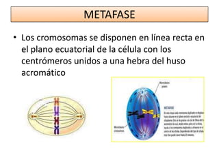METAFASELos cromosomas se disponen en línea recta en el plano ecuatorial de la célula con los centrómeros unidos a una hebra del huso acromático