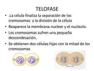 TELOFASE.La célula finaliza la separación de los cromosomas  y la división de la célulaReaparece la membrana nuclear y el nucleolo.Los cromosomas sufren una pequeña descondesación.Se obtienen dos células hijas con la mitad de los cromosomas