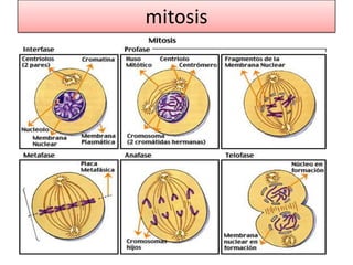 mitosis