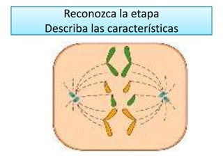 Reconozca la etapaDescriba las características