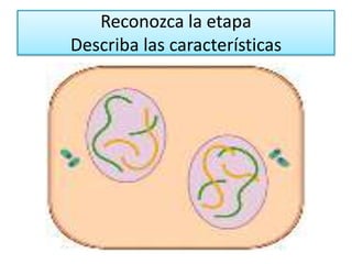 Reconozca la etapaDescriba las características