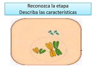 Reconozca la etapaDescriba las características