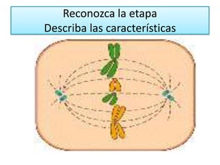 Reconozca la etapaDescriba las características