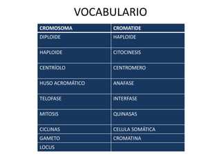 VOCABULARIO