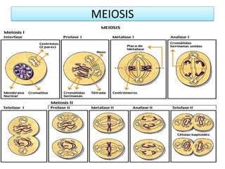 MEIOSIS