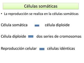 Células somáticasLa reproducción se realiza en la células somáticasCélula somática    célula diploideCélula diploide           dos series de cromosomasReproducción celular           células idénticas
