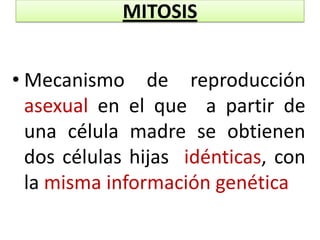 MITOSISMecanismo de reproducción asexual en el que  a partir de una célula madre se obtienen dos células hijas  idénticas, con la misma información genética