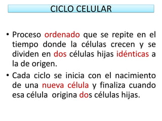 CICLO CELULARProceso ordenado que se repite en el tiempo donde la células crecen y se dividen en dos células hijas idénticas a la de origen.Cada ciclo se inicia con el nacimiento de una nueva célula y finaliza cuando esa célula  origina dos células hijas.