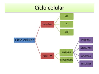 Ciclo celular
