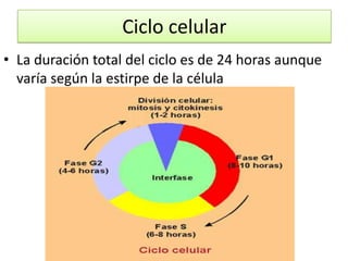 Ciclo celularLa duración total del ciclo es de 24 horas aunque varía según la estirpe de la célula
