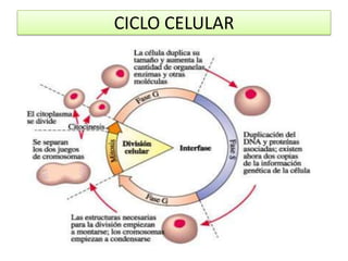 CICLO CELULAR