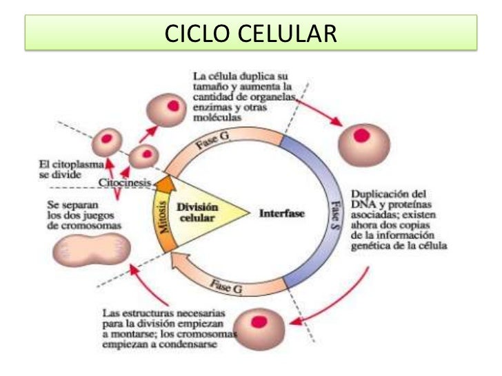 Ciclo celular y mitosis Ciclo celular y mitosis