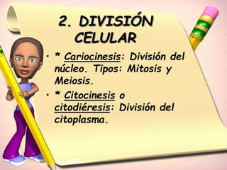2. DIVISIÓN 
CELULAR 
• * Cariocinesis: División del 
núcleo. Tipos: Mitosis y 
Meiosis. 
• * Citocinesis o 
citodiéresis: División del 
citoplasma. 
 