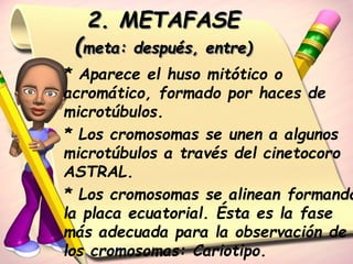 2. METAFASE 
(meta: después, entre) 
* Aparece el huso mitótico o 
acromático, formado por haces de 
microtúbulos. 
* Los cromosomas se unen a algunos 
microtúbulos a través del cinetocoro 
ASTRAL. 
* Los cromosomas se alinean formando 
la placa ecuatorial. Ésta es la fase 
más adecuada para la observación de 
los cromosomas: Cariotipo. 
 