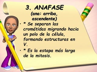 3. ANAFASE 
(ana: arriba, 
ascendente) 
• * Se separan las 
cromátidas migrando hacia 
un polo de la célula, 
formando estructuras en 
V. 
• * Es la estapa más larga 
de la mitosis. 
 