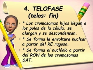 4. TELOFASE 
(telos: fin) 
• * Los cromosomas hijos llegan a 
los polos de la célula, se 
alargan y se descondensan. 
• * Se forma la envoltura nuclear 
a partir del RE rugoso. 
• * Se forma el nucléolo a partir 
del RON de los cromosomas 
SAT. 
 