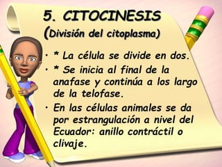 5. CITOCINESIS 
(División del citoplasma) 
• * La célula se divide en dos. 
• * Se inicia al final de la 
anafase y continúa a los largo 
de la telofase. 
• En las células animales se da 
por estrangulación a nivel del 
Ecuador: anillo contráctil o 
clivaje. 
 