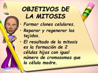 OBJETIVOS DE 
LA MITOSIS 
• Formar clones celulares. 
• Reparar y regenerar los 
tejidos. 
• El resultado de la mitosis 
es la formación de 2 
células hijas con igual 
número de cromosomas que 
la célula madre. 
