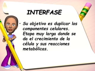 INTERFASE 
• Su objetivo es duplicar los 
componentes celulares. 
Etapa muy larga donde se 
da el crecimiento de la 
célula y sus reacciones 
metabólicas. 
 