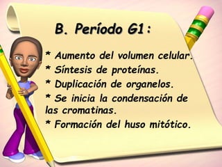 B. Período G1: 
* Aumento del volumen celular. 
* Síntesis de proteínas. 
* Duplicación de organelos. 
* Se inicia la condensación de 
las cromatinas. 
* Formación del huso mitótico. 
 