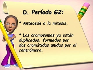D. Período G2: 
* Antecede a la mitosis. 
* Los cromosomas ya están 
duplicados, formados por 
dos cromátidas unidas por el 
centrómero. 
 