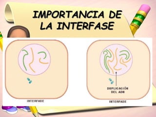 IMPORTANCIA DE 
LA INTERFASE 
 