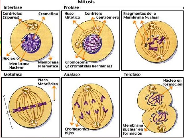 Ciclo celular y mitosis