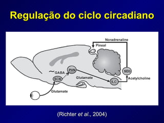 Regulação do ciclo circadiano (Richter  et al ., 2004) 
