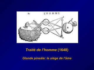 Traité de l’homme  (1648) Glande pineále: le siège de l'âme 