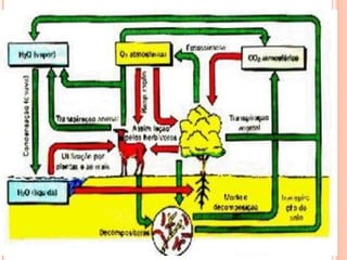 Ciclo co oxigenio trabalho 2012