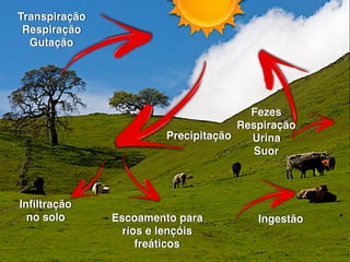 Transpiração
Respiração
Gutação
Precipitação
Ingestão
Fezes
Respiração
Urina
Suor
Inﬁltração
no solo Escoamento para
rios e lençóis
freáticos
 