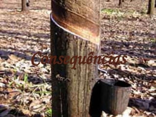 Consequências
 