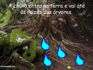 A chuva entra na terra e vai até às raízes das árvores.