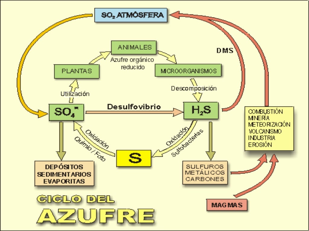 Ciclo de azufre