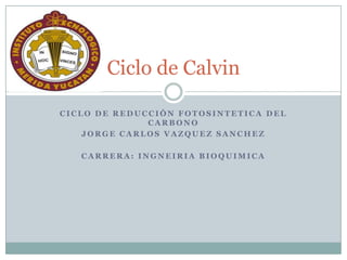 Ciclo de Calvin

CICLO DE REDUCCIÓN FOTOSINTETICA DEL
              CARBONO
    JORGE CARLOS VAZQUEZ SANCHEZ

   CARRERA: INGNEIRIA BIOQUIMICA
 