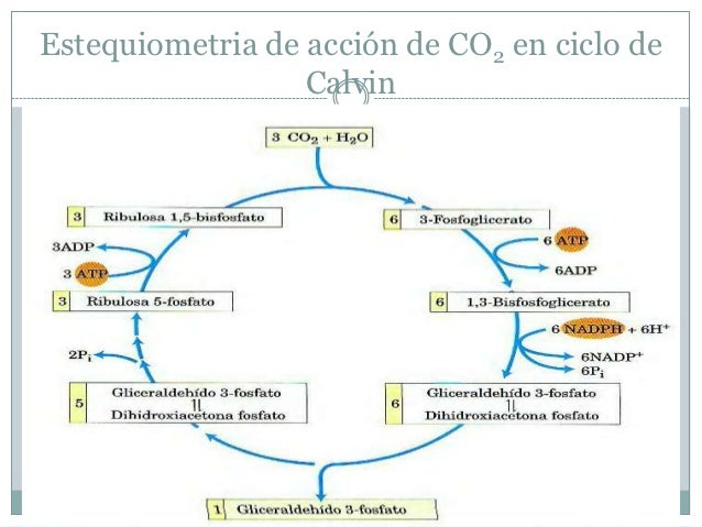 Ciclo de calvin