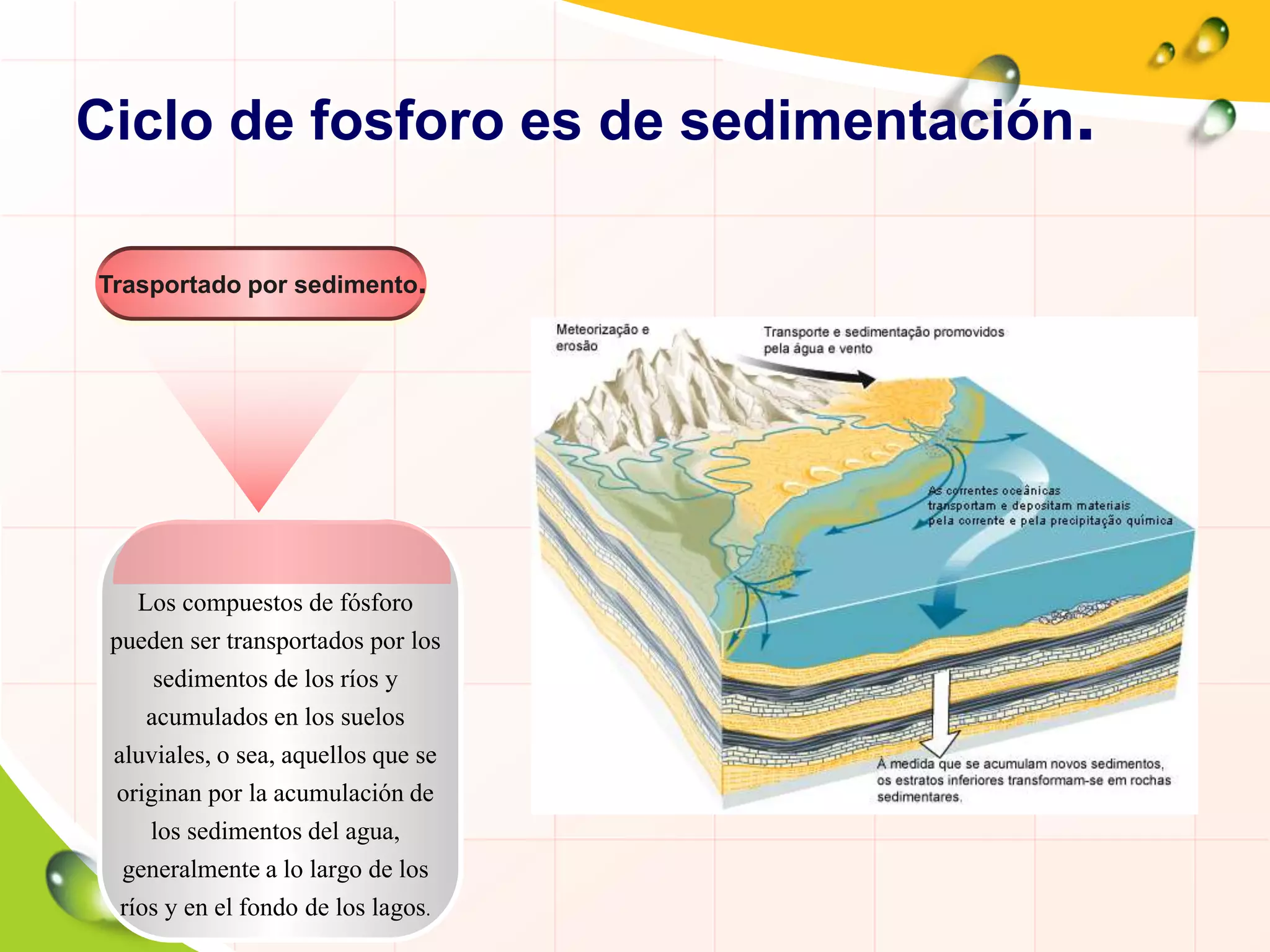 Los compuestos de fósforo
pueden ser transportados por los
sedimentos de los ríos y
acumulados en los suelos
aluviales, o sea, aquellos que se
originan por la acumulación de
los sedimentos del agua,
generalmente a lo largo de los
ríos y en el fondo de los lagos.
Trasportado por sedimento.
Ciclo de fosforo es de sedimentación.
 
