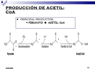 PRODUCCIÓN DE ACETIL-CoA PRINCIPAL PRODUCTOR: PIRUVATO    ACETIL-CoA 6/22/2008 