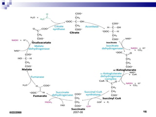 Dra. Genoveva Martín Sánchez M.Sc.  2007-08 6/22/2008 
