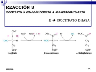 REACCIÓN 3 ISOCITRATO    OXALO-SUCCINATO    ALFACETOGLUTARATO     E    ISOCITRATO DHASA 6/22/2008 