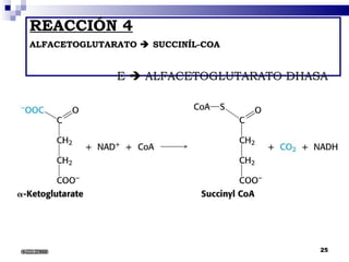 REACCIÓN 4 ALFACETOGLUTARATO    SUCCINÍL-COA     E    ALFACETOGLUTARATO DHASA 6/22/2008 