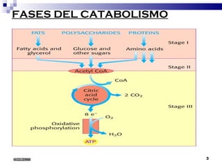 FASES DEL CATABOLISMO 6/22/2008 