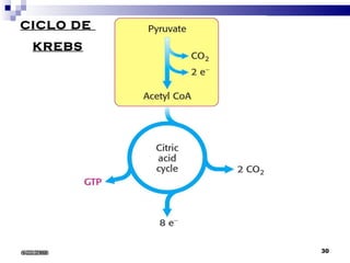 CICLO DE  KREBS 6/22/2008 