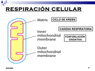 RESPIRACIÓN CELULAR CICLO DE KREBS CADENA RESPIRATORIA FOSFORILACIÓN OXIDATIVA 6/22/2008 