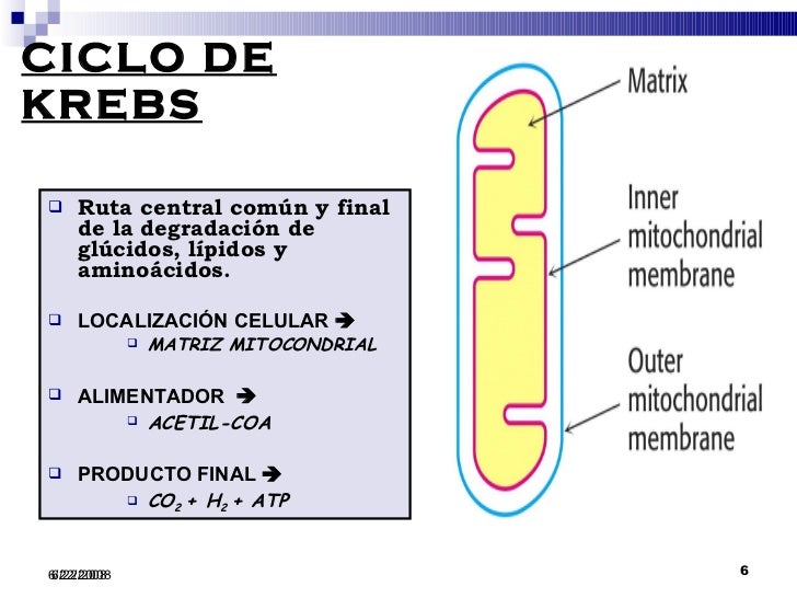 Vestibular