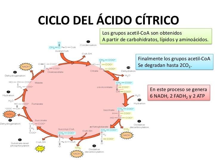 Resultado de imagen para imagenes del ciclo del acido citrico