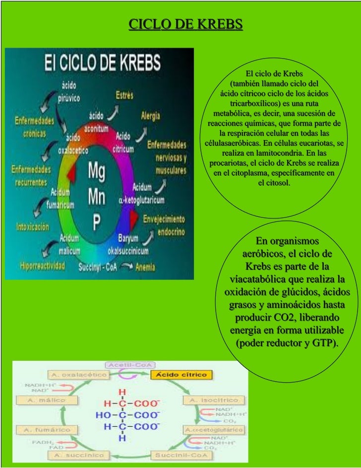 Ciclo de krebs