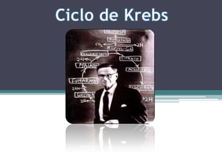  Ciclo de Krebs 